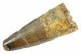 Fossil Spinosaurus Tooth - Real Dinosaur Tooth #363526-1